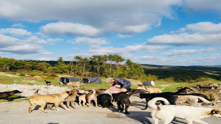 Ormandaki 960 köpeğe mama götürüyorlar
