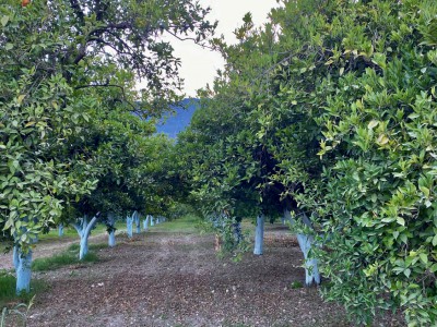 Sıcak havalar Finike portakalını vurdu

Ülkemizde ve dünyada portakalıyla meşhur olan Finike ilçesi son 75 yılın en sıcak mayıs ayını yaşaması