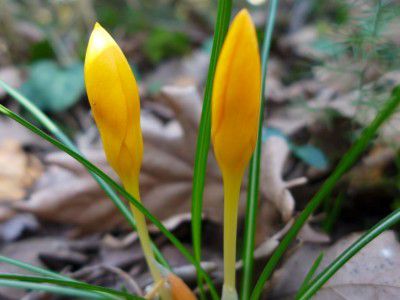 İstanbul çiğdemi hakkında