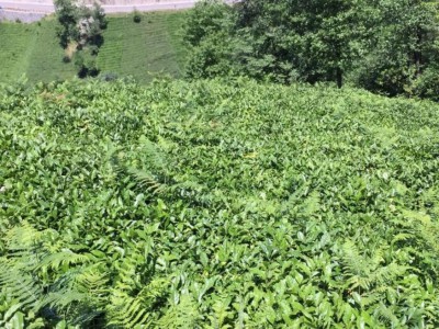 Rize'de çay hasadı başladı: İl dışından gelen çay üreticileri önce karantinaya alınıyor
