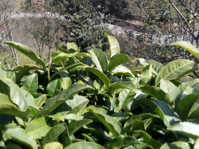 Rize'den çay manzalarını fotoğrafladık.