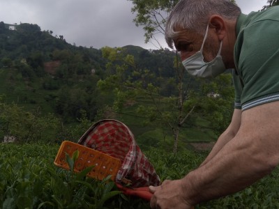 Rize’de 17 Mayıs günü çay sezonun açılmasıyla birlikte çay toplanmaya başlandı.